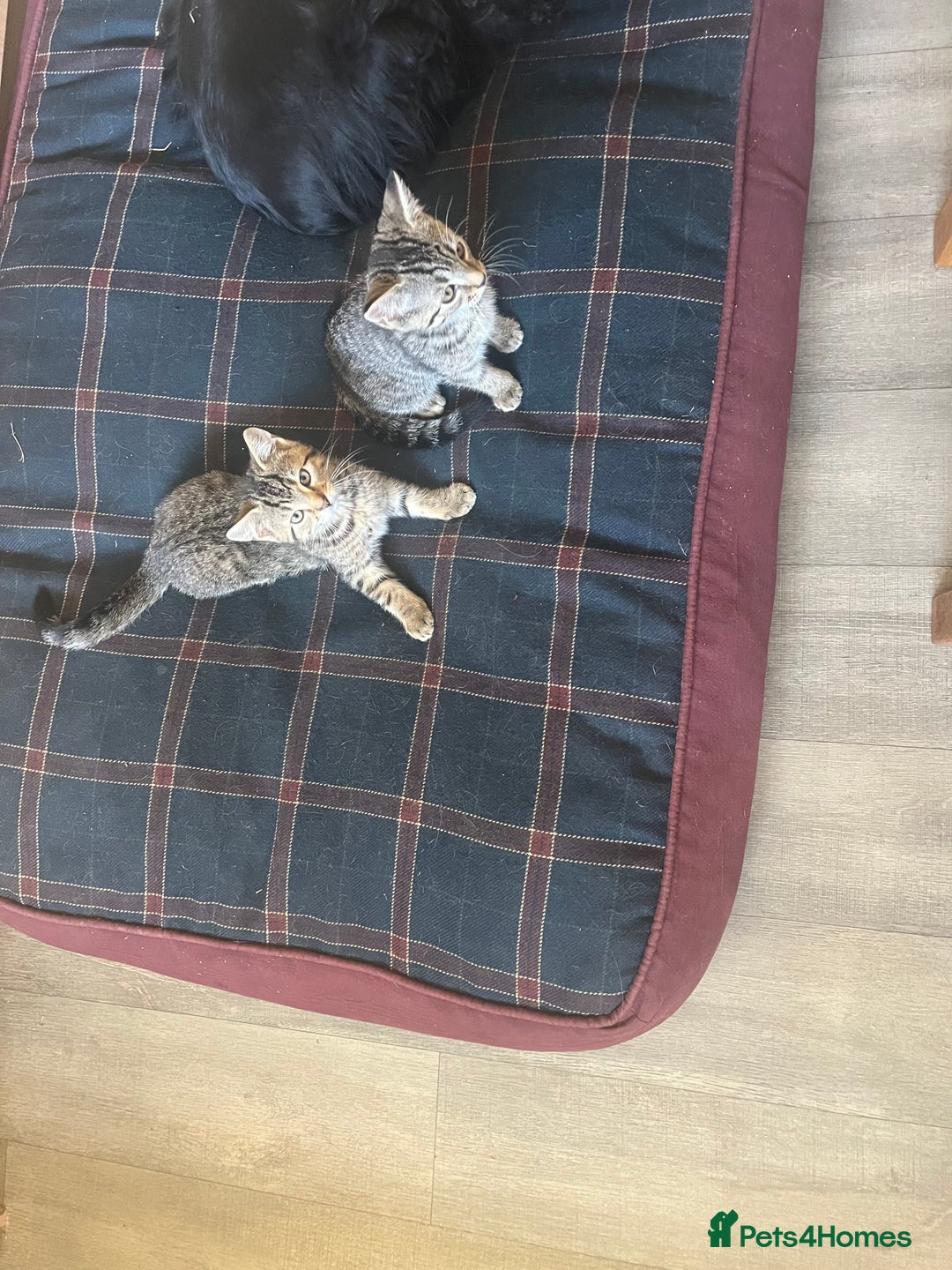 Domestic Shorthair cats for sale: Tabby kitten - Image 5