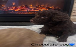 Cockapoo dogs for sale: Cockapoos ready 22.11 1 boy and 2 girls left💙🩷🩷 - Advert 19