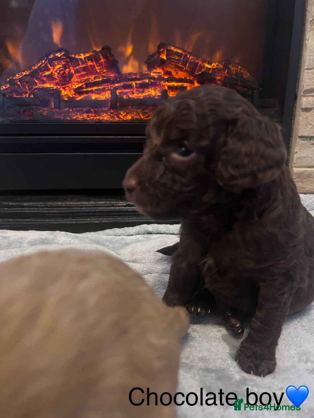 Cockapoo dogs for sale: Cockapoos ready 22.11 1 boy and 2 girls left💙🩷🩷 - Advert 19