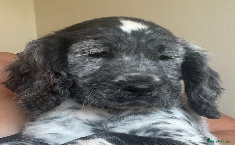 Cocker Spaniel dogs - Advert 10