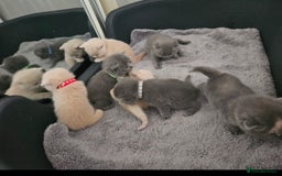 British Shorthair cats for sale: Pretty British shorthair  - Image 18