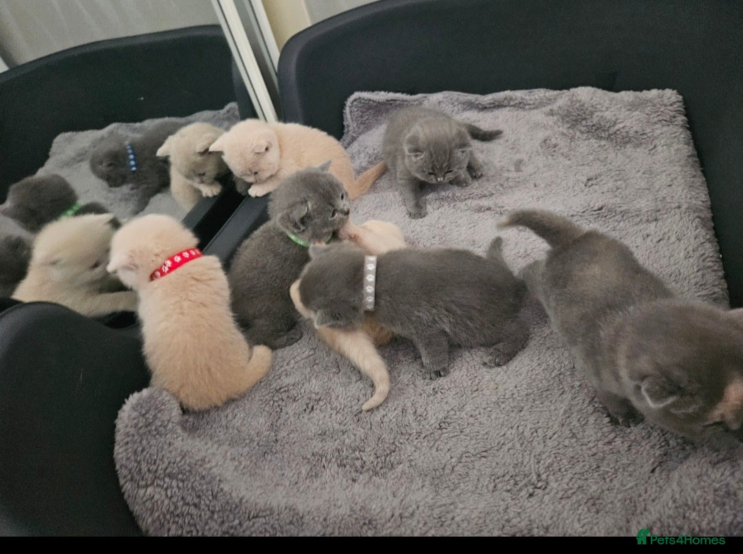 British Shorthair cats for sale: Pretty British shorthair  - Image 18