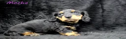 Miniature Dachshund dogs for sale: 🌟Dapple & Black Tan PRA Clear KC reg – June 26🌟 - Advert 13