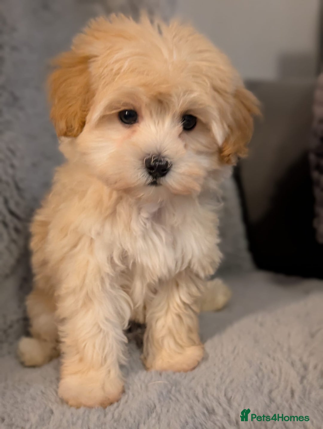 Maltipoo dogs for sale: 🩷 1 Baby Girl Available  - Advert 1