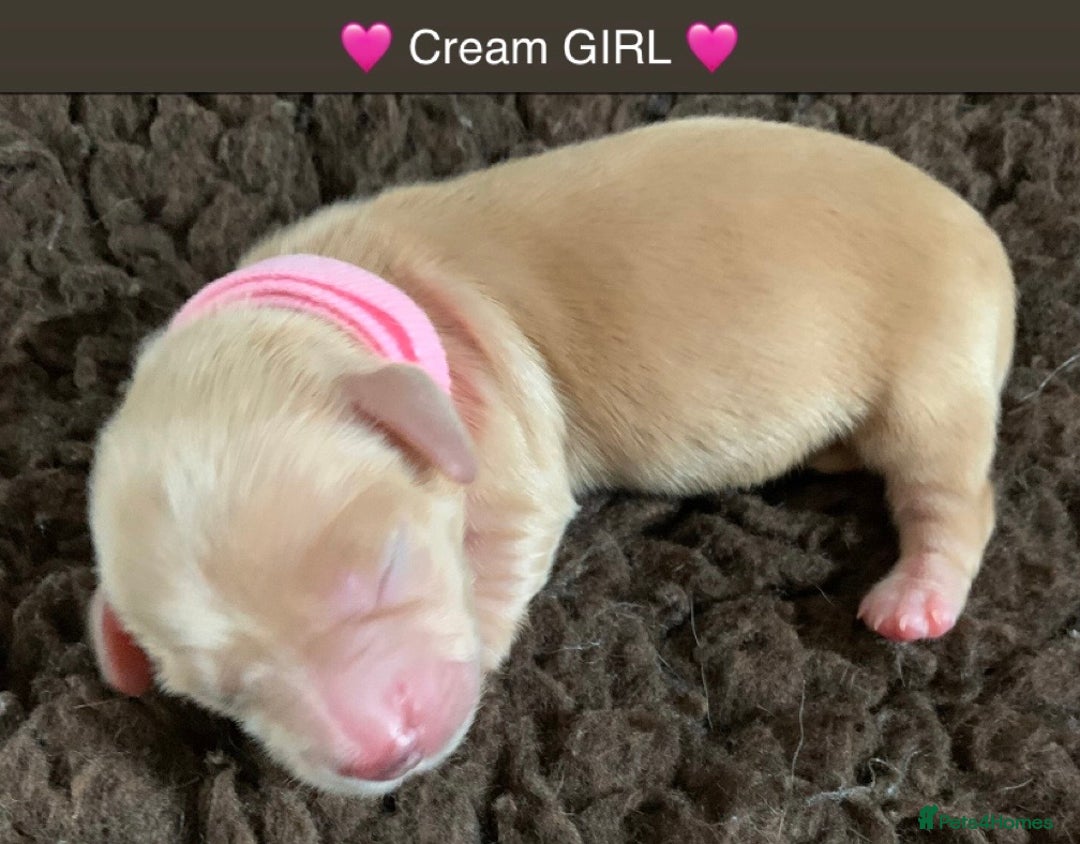 Miniature Dachshund dogs for sale: ⭐️CREAM LONG HAIRED KC/PRA CLR MINI DACHSHUNDS⭐️ - Image 16
