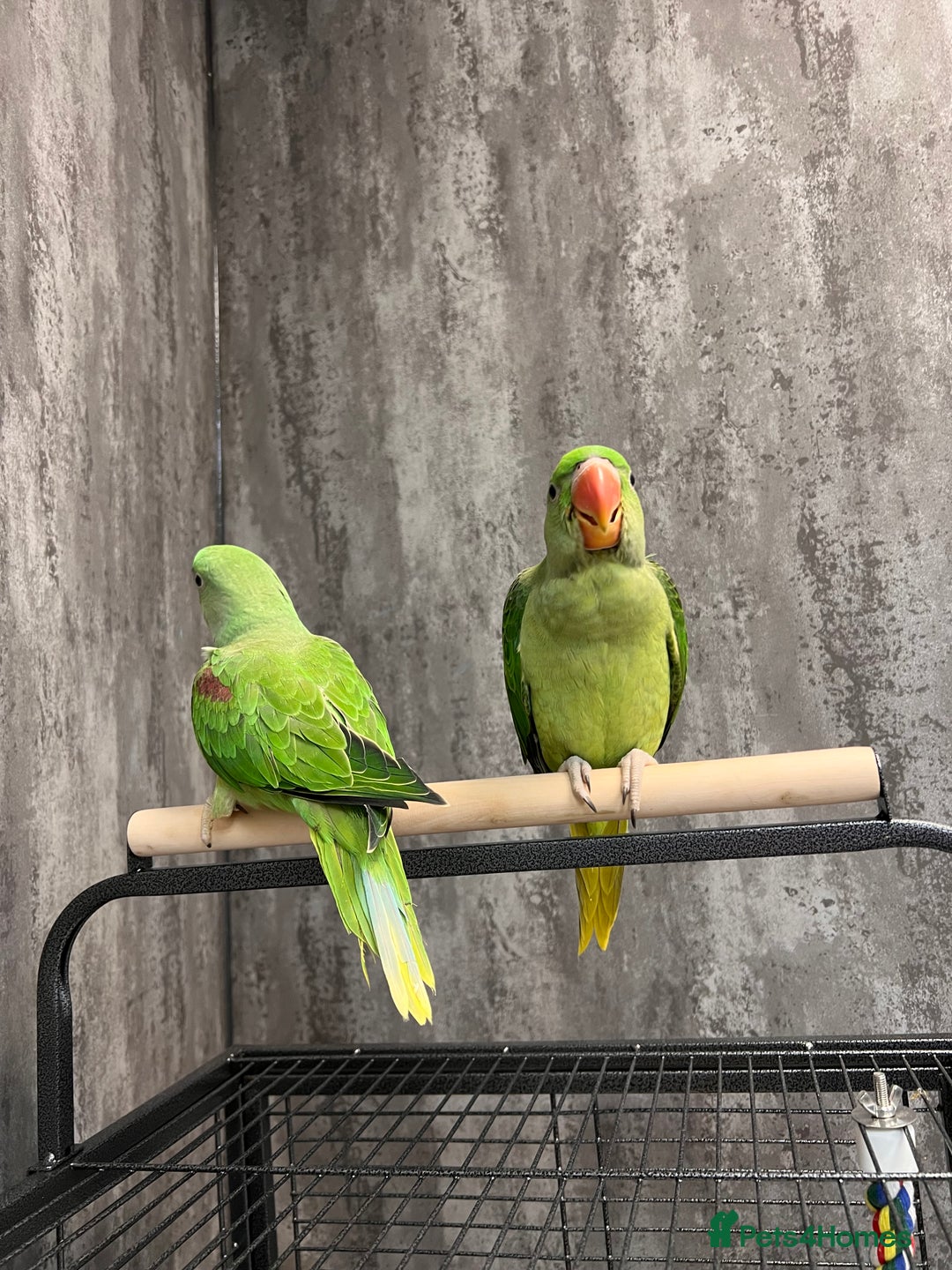 Parrots birds for sale: Alexandrine Parrot Chicks for Sale-Hand-Reared - Image 5