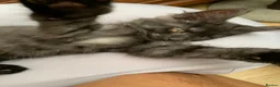 Maine Coon cats for sale: Beautiful Maincoons from registered parents - Advert 13