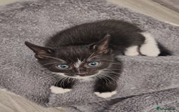 Domestic Shorthair cats for sale: Gorgeous black and white kittens - Image 2