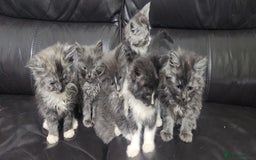 Maine Coon cats for sale: XXL Pure Maine Coon kittens for sale  - Image 4