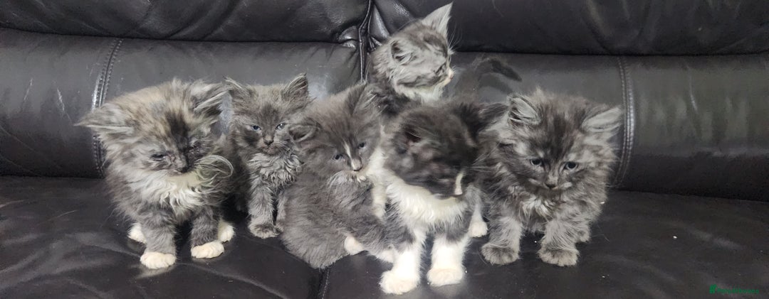 Maine Coon cats for sale: XXL Pure Maine Coon kittens for sale  - Image 4