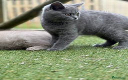 British Shorthair cats for sale: British Shorthair  - Image 11