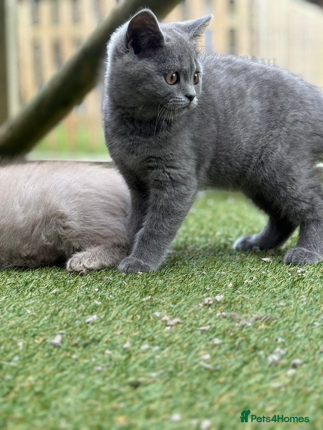 British Shorthair cats for sale: British Shorthair  - Image 11