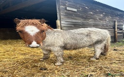 Shetland pony horses for sale: Miniature super Shetlands! - Advert 1