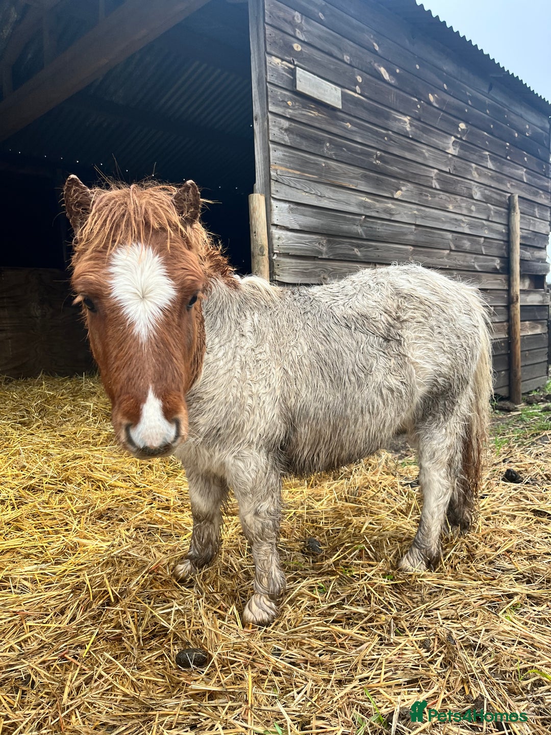 Shetland pony horses for sale: Miniature super Shetlands! - Advert 1