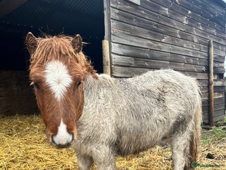Shetland pony horses for sale: Miniature super Shetlands! - Advert 1