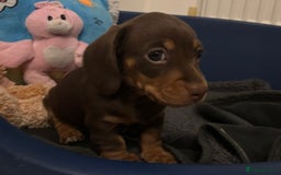 Miniature Dachshund dogs for sale: KC Registered Miniature Dachshund Puppies For Sale - Image 7