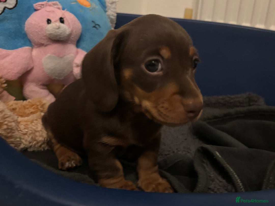 Miniature Dachshund dogs for sale: KC Registered Miniature Dachshund Puppies For Sale - Image 7