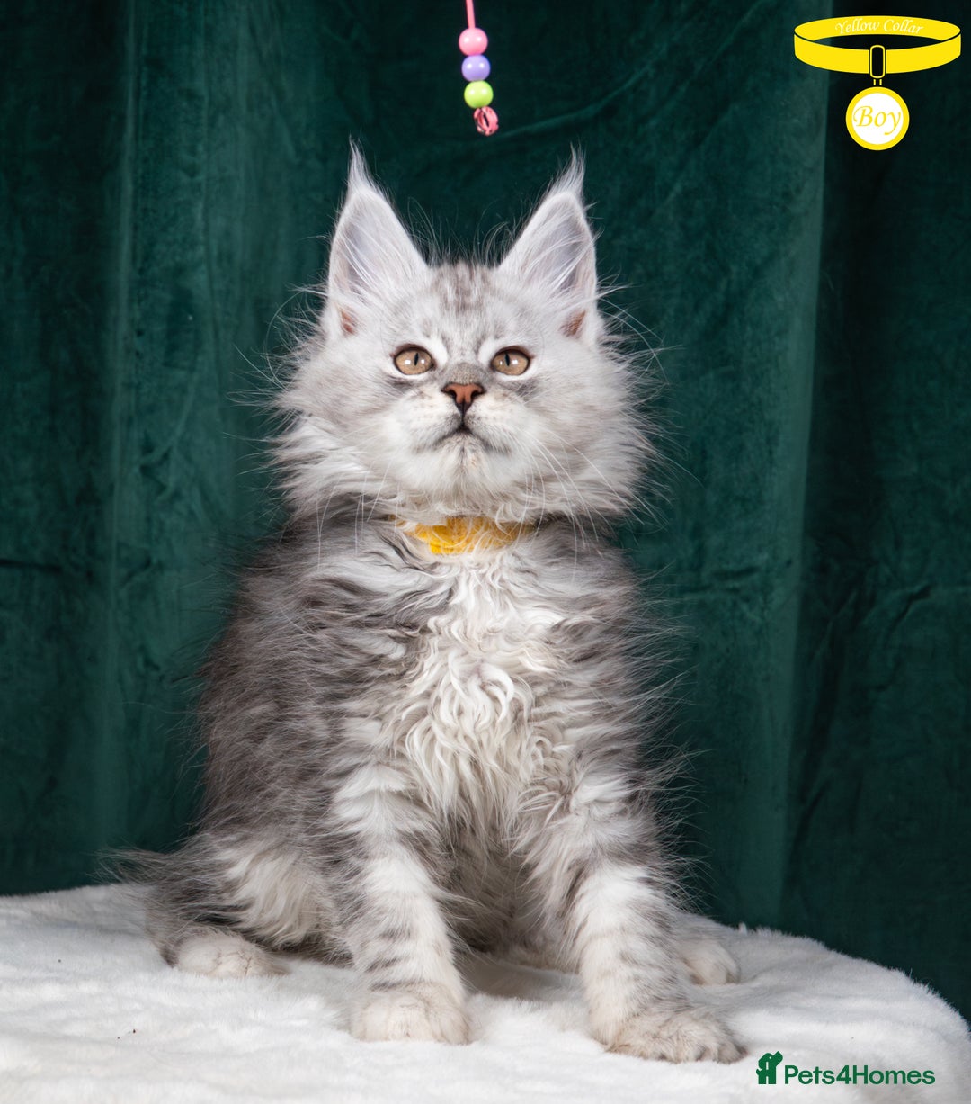 Maine Coon cats for sale: XL PEDIGREE TICA REGISTERED MAINE COON KITTENS - Advert 32