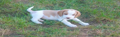 Beagle 1