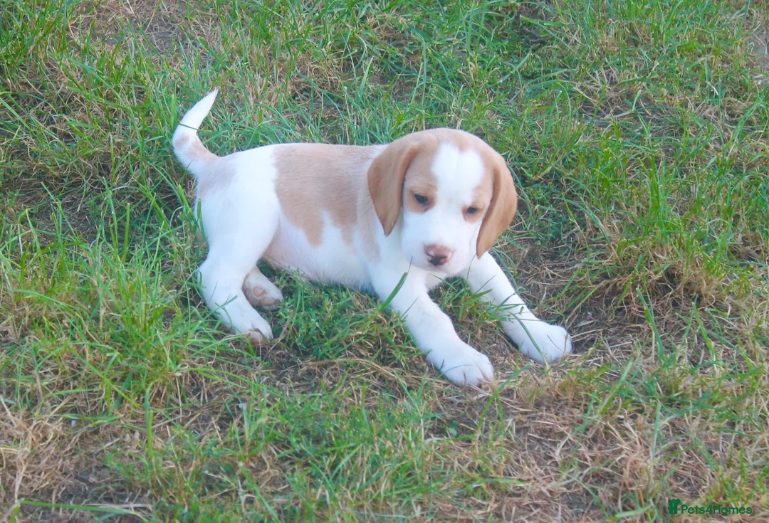 Beagle dogs for sale: READY NOW ROYAL KENNEL CLUB REG BEAGLE PUPPIES - Advert 10