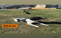 English Springer Spaniel dogs for sale: Gorgeous marked English Springer Spaniel pups  - Image 18