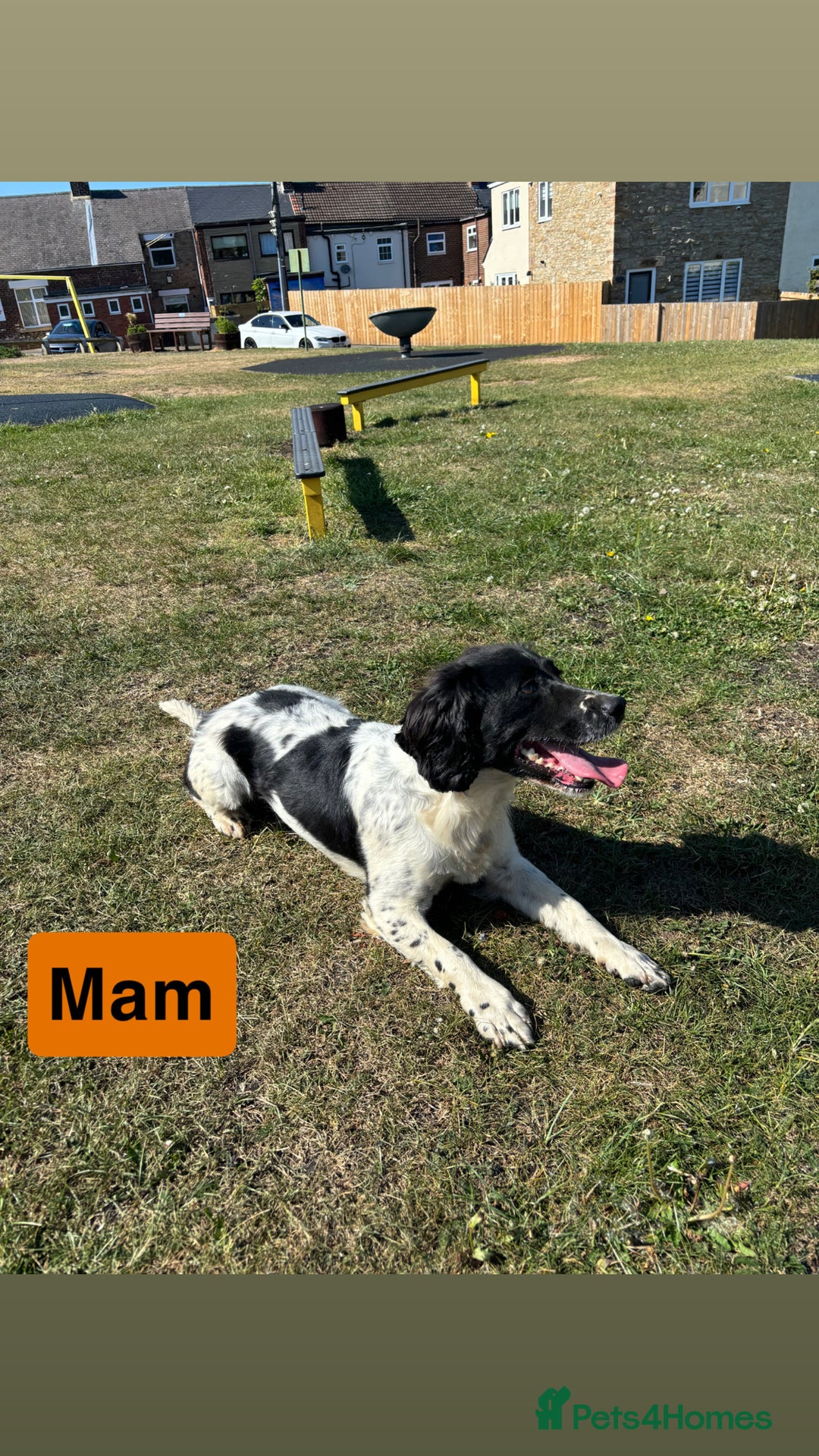 English Springer Spaniel dogs for sale: Gorgeous marked English Springer Spaniel pups  - Image 18