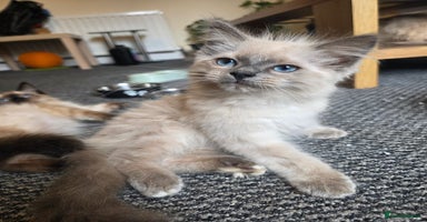 Ragdoll cats - Advert 2