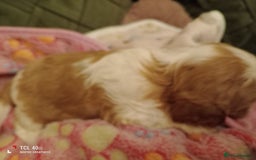 Cavapoo dogs for sale: A stunning litter of cavapoo beautiful costs  - Image 26