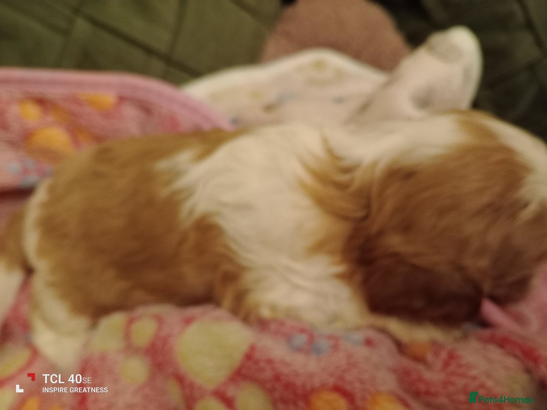 Cavapoo dogs for sale: A stunning litter of cavapoo beautiful costs  - Image 26