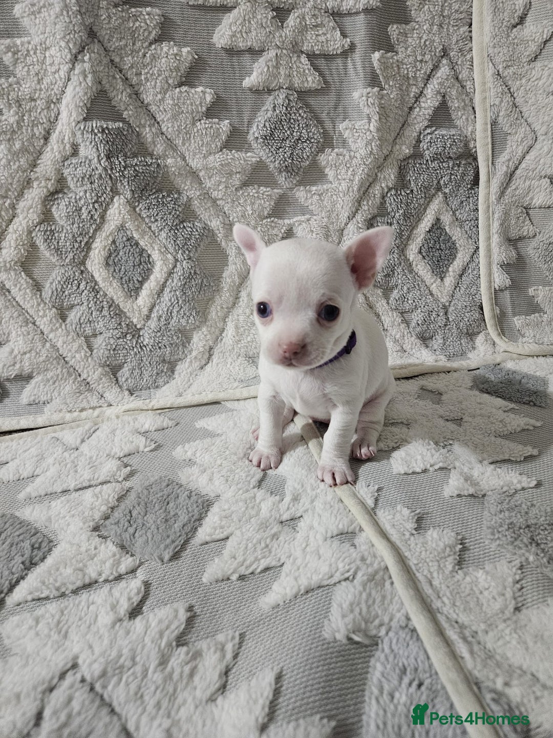 Chihuahua dogs for sale: Chihuahua puppies for sale - Advert 14