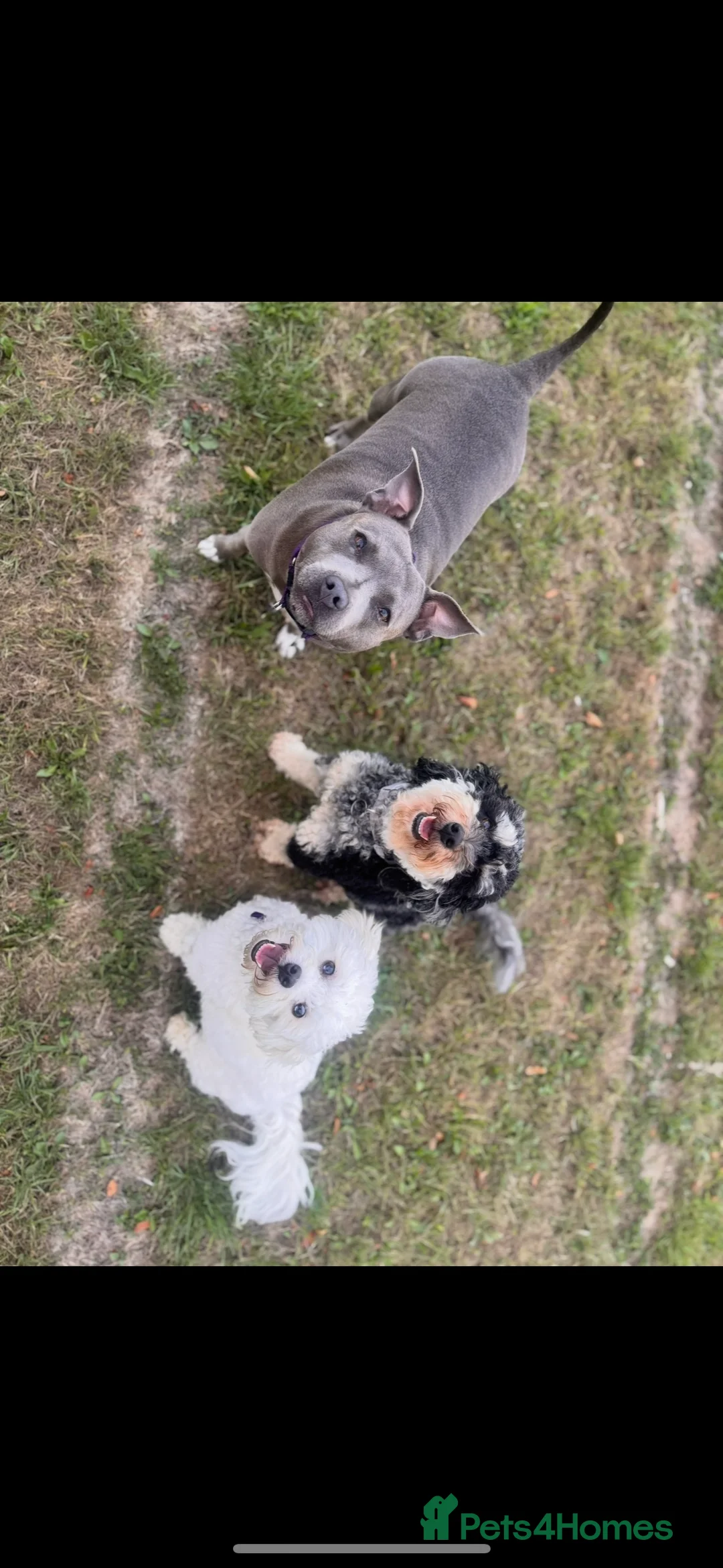 Mixed Breed dogs for sale: Miniature puppies due 23 March - Advert 3