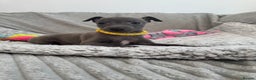 Italian Greyhound dogs for sale: KC registered blue Italian greyhounds for sale - Advert 11