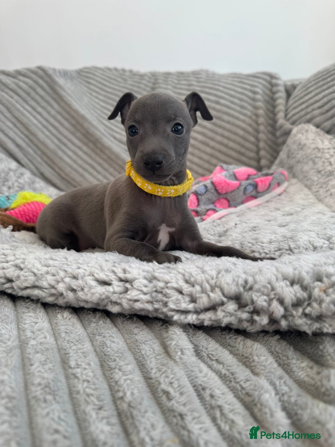 Italian Greyhound dogs for sale: KC registered blue Italian greyhounds for sale - Advert 11