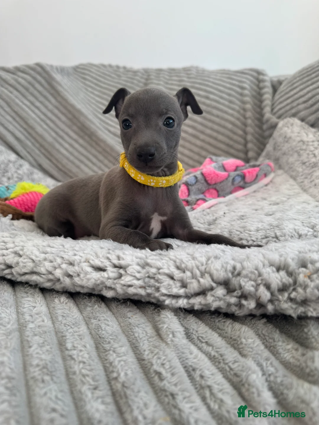 Italian Greyhound dogs for sale: KC registered blue Italian greyhounds for sale - Advert 11