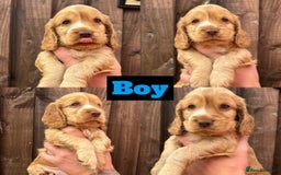 Cocker Spaniel dogs for sale: KC REGISTERED SHOW-TYPE COCKERS - Image 3