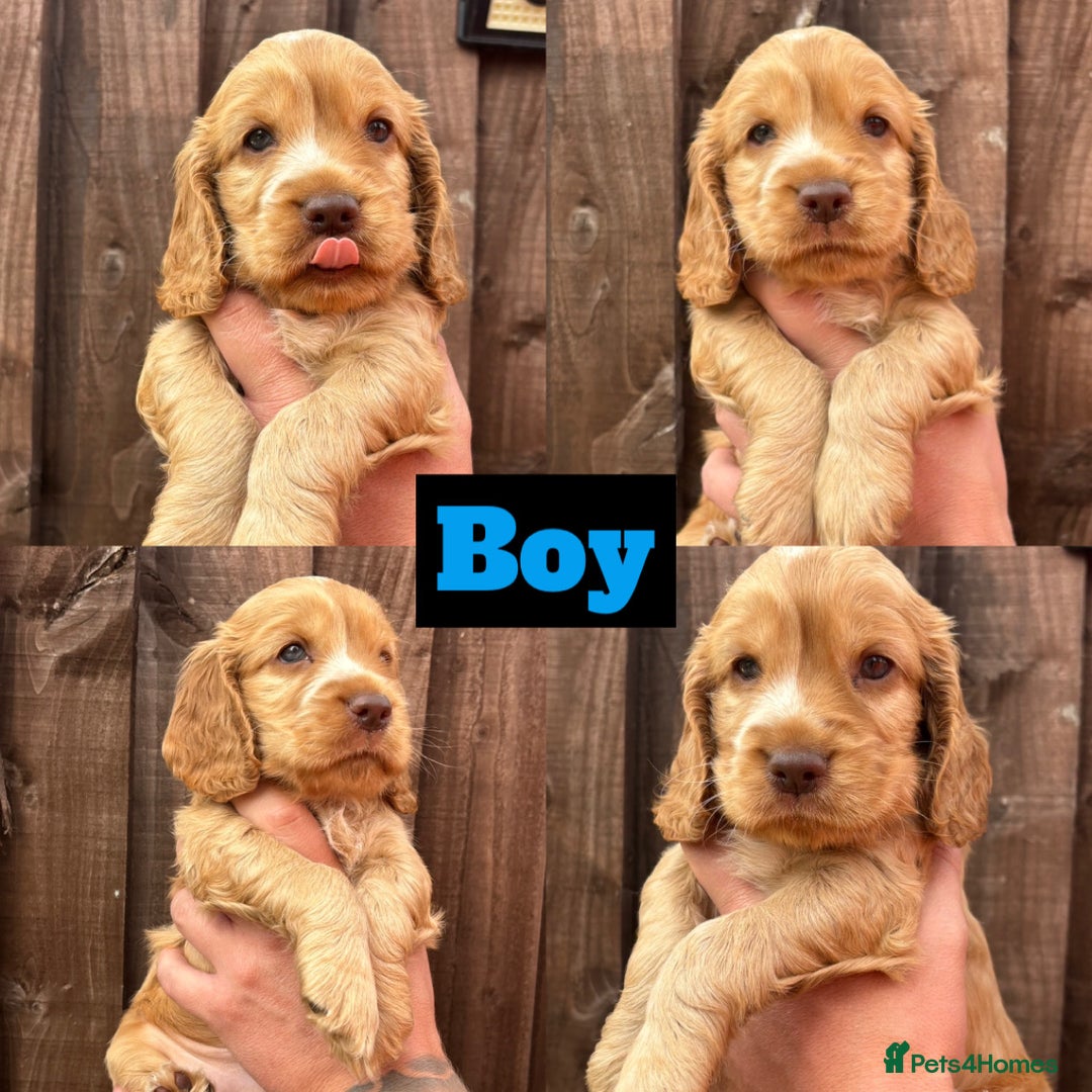 Cocker Spaniel dogs for sale: KC REGISTERED SHOW-TYPE COCKERS - Image 3
