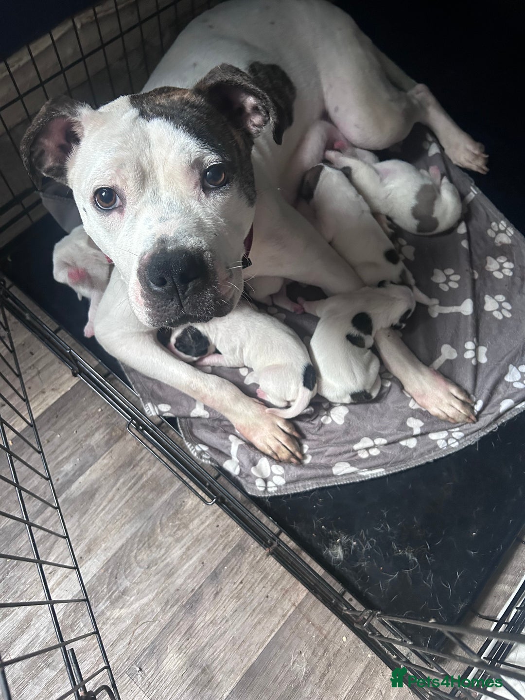 American Bulldog dogs for sale: Ready now Beautiful litter American bulldog puppy - Image 1