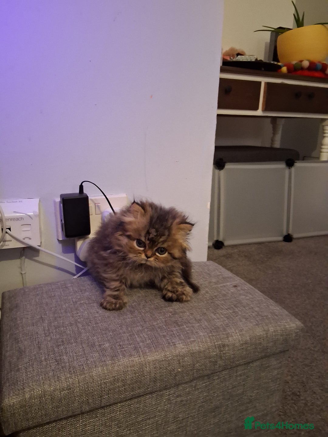 Persian cats for sale: Boys!!!!!Persian golden Chinchillas - Advert 5