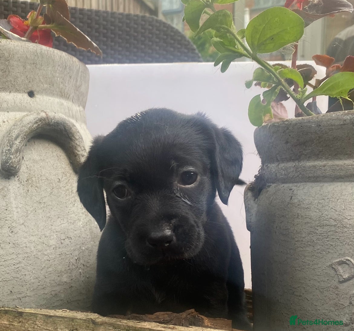 Labrador Retriever dogs 4 Adorable chunky puppies 🐶  - Advert 17