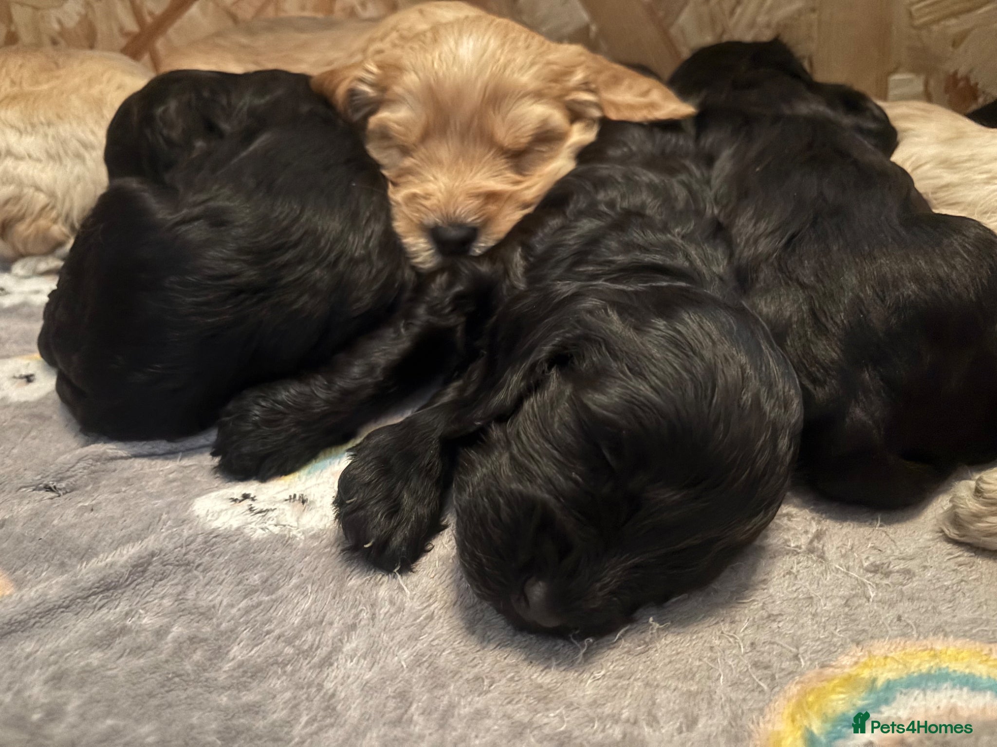 Cockapoo dogs Adorable cockerpoo puppies ready soon - Advert 1