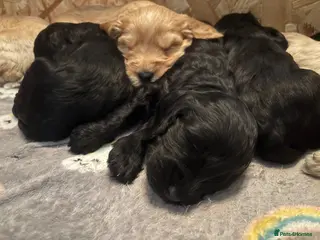 Cockapoo dogs Adorable cockerpoo puppies ready soon - Advert 3