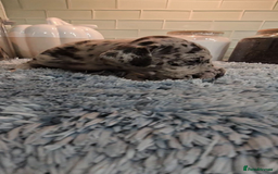 Great Dane dogs for sale: Kc & Beautiful Litter of Chunky Great Dane Puppies - Advert 5