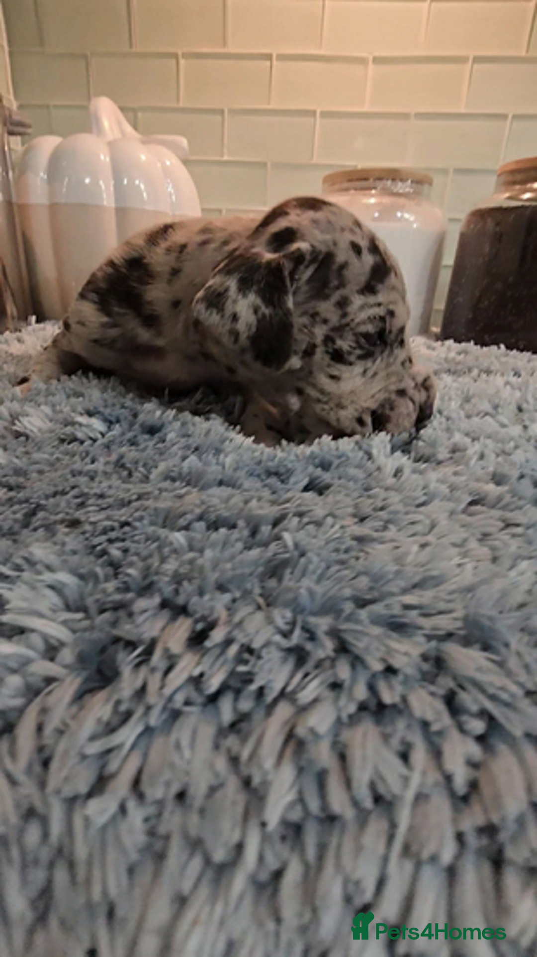 Great Dane dogs for sale: Kc & Beautiful Litter of Chunky Great Dane Puppies - Advert 5