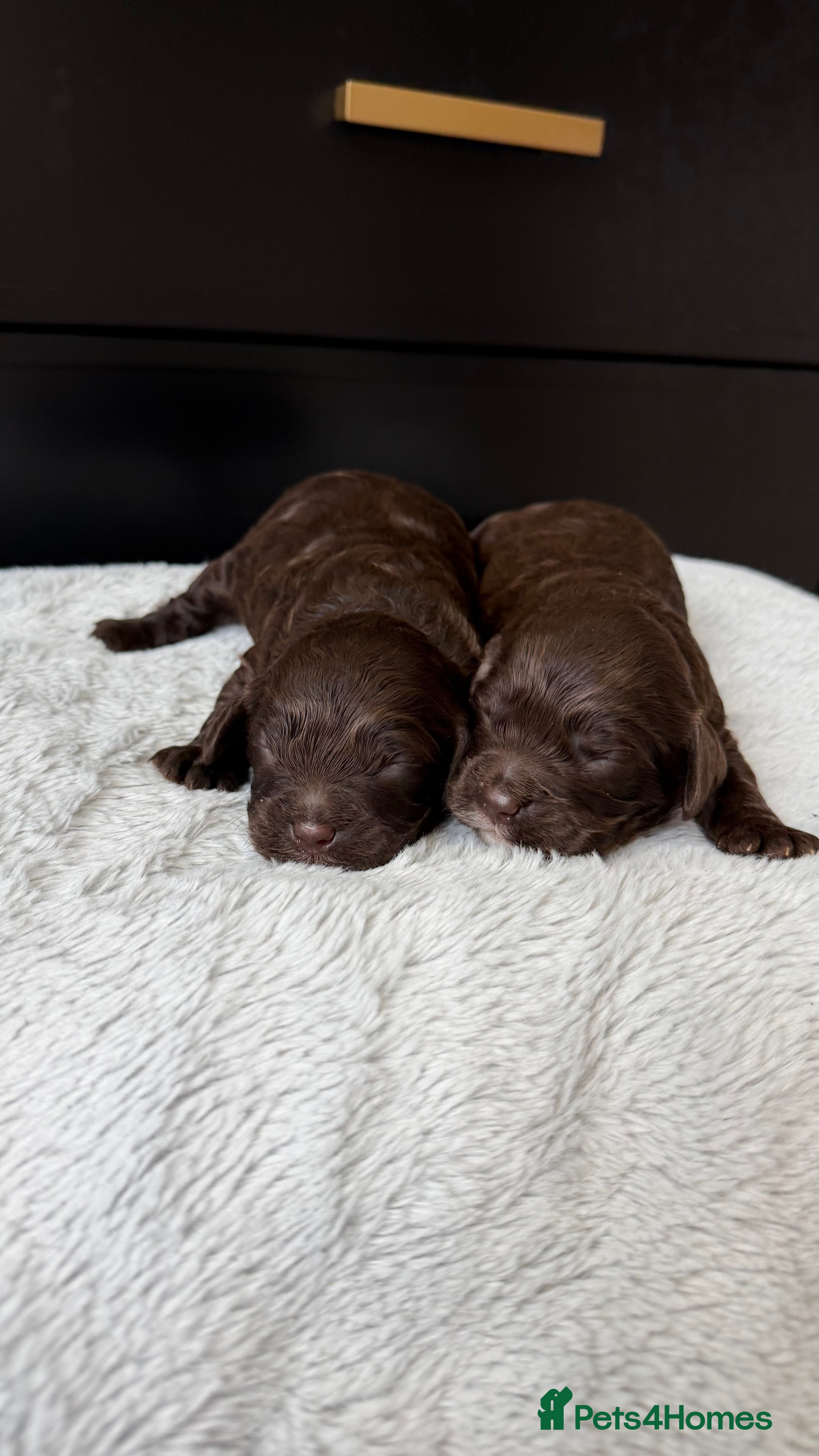 Cavapoo dogs Amazing quality Chocolate Cavapoos  - Advert 9