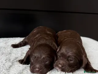 Cavapoo dogs Amazing quality Chocolate Cavapoos - Advert 9