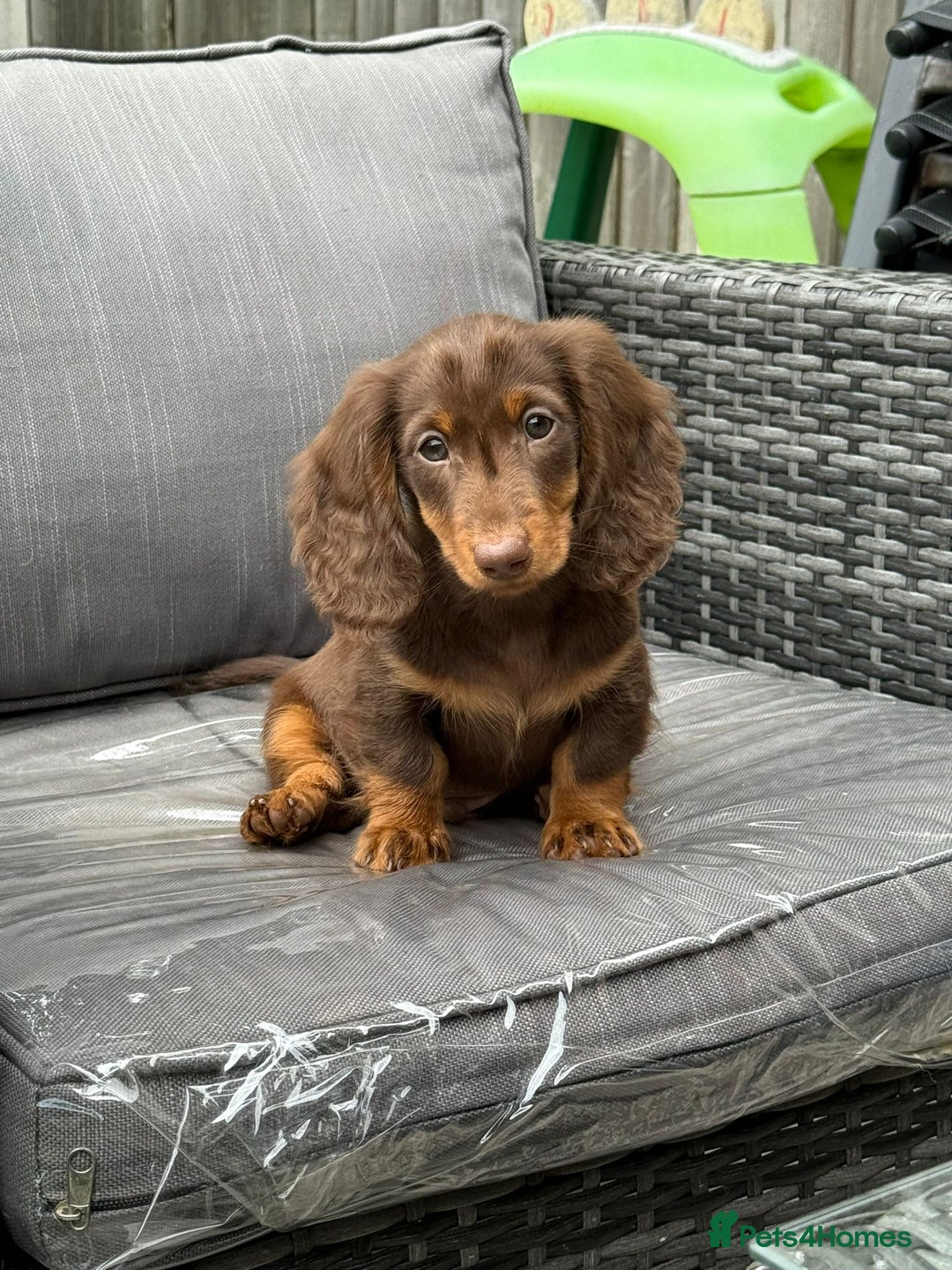 Miniature Dachshund dogs for sale: Pick of litter Choc & tan longhair miniature ⭐️   - Image 1