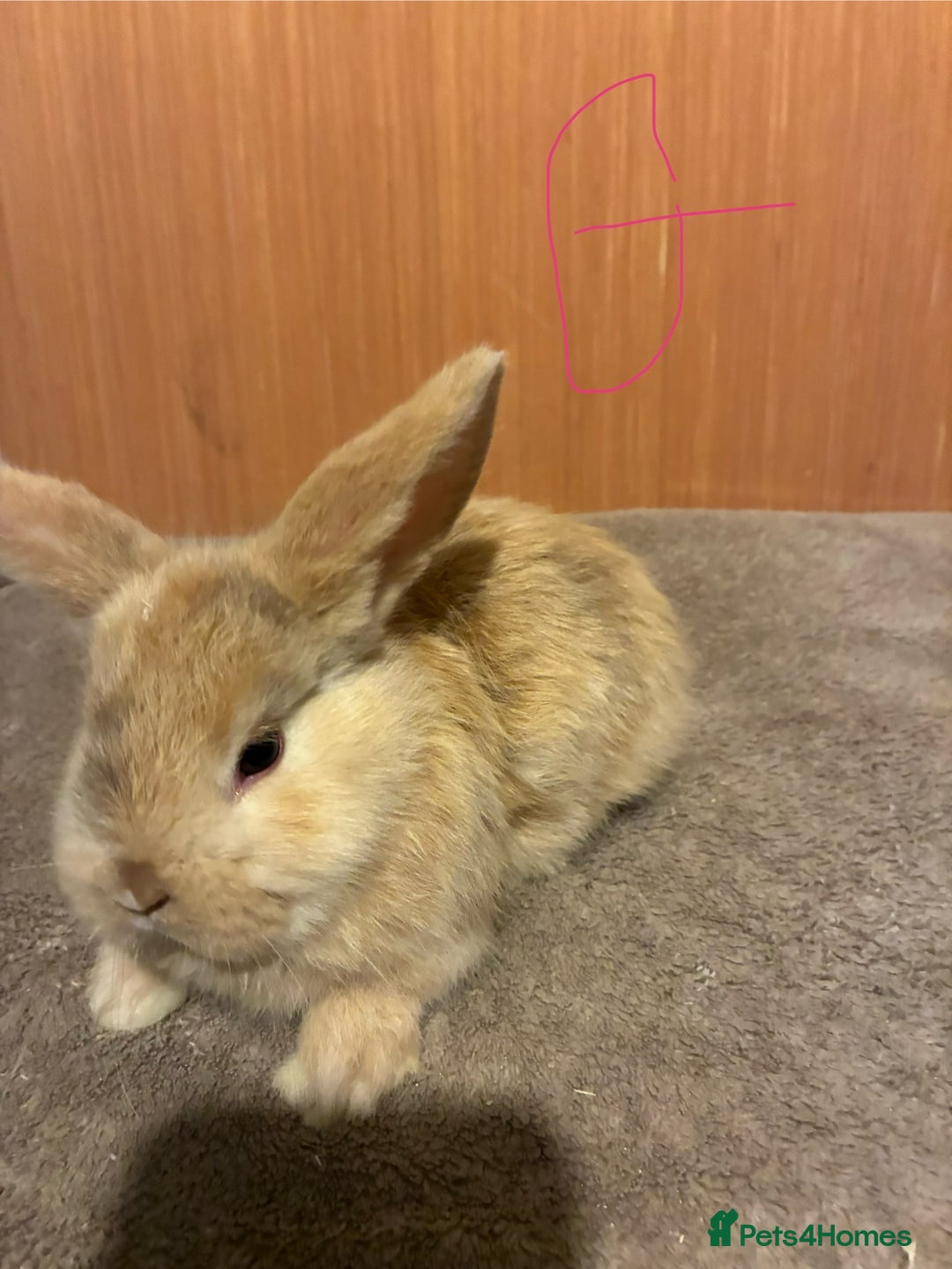 Mini Lion Lop rabbits for sale: Mini lionhead lops  - Advert 2
