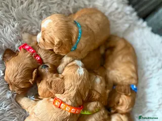 Cavapoo dogs F1 cavapoo puppies 🐶 - Advert 1