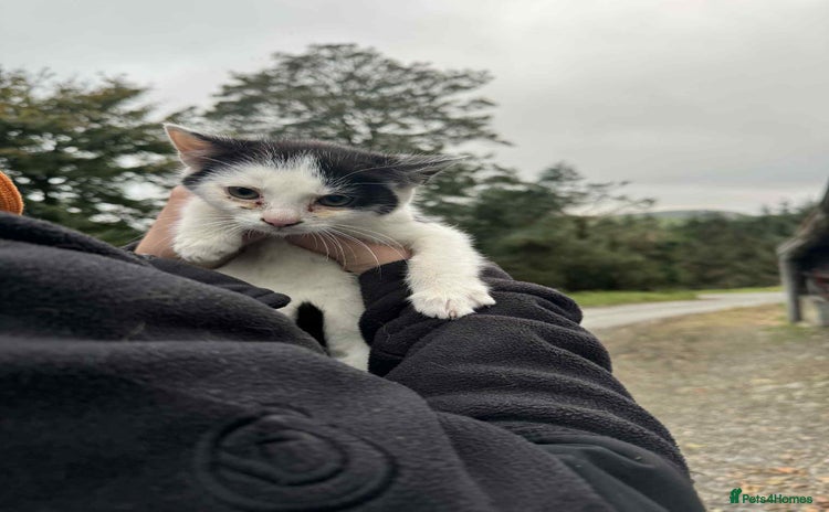 Mixed Breed cats - Advert 4