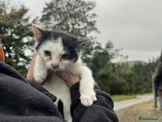 Mixed Breed cats - Advert 2